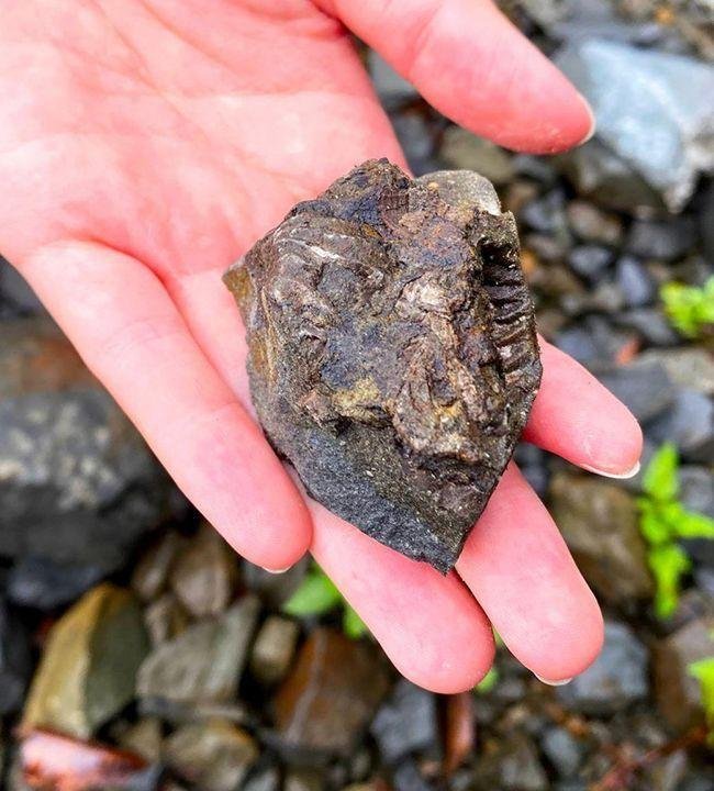 🦕 고쇼우라 공룡의 섬 박물관(고쇼우라 쿄류노시마 하쿠부츠칸) 이미지 3